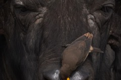 2023-African-buffalo-Maasai-Mara-Kenya-03