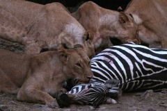 2023-After-the-hunt-Maasai-Mara-Kenya-01c