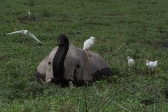 2023-Close-the-shores-of-Lake-Amboseli-1