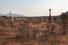 2023-Giraffes-worried-about-unexpected-guest-Samburu-NR-Kenya-1