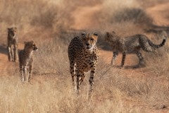 2023-Mum-and-cubs-Samburu-NP-Kenya-01