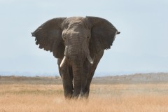 2023-On-a-hot-day-in-Amboseli-park