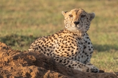 2023-Proudness-Maasai-Mara-Kenya-2