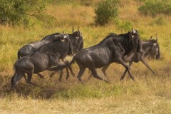 2023-Runing-fast-Maasai-Mara-Kenya-3