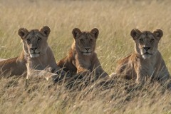 2023-Sisters-Maasai-Mara-Kenya