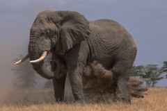 2023-Soil-shower-in-the-Samburu-park