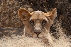 2023-Surprise-Samburu-NP-Kenya-1