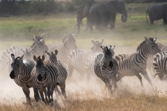 2023-Zebras-on-the-run-Amboseli-park-Kenya-02