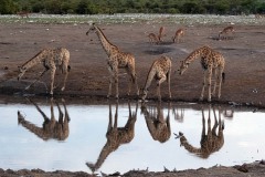 2023-Etosha-park-Namibia-1