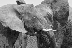 2023-Etosha-park-Namibia-2