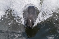 Otter-Walvis-Bay-Namibia-01