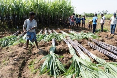 Sugarcane harvest for the Pongal festival