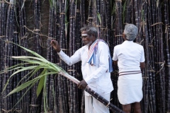 Sugarcane preparation for the Pongal festival