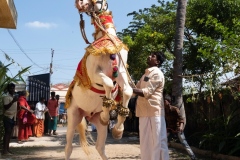 Horse with Pongal festival vestments