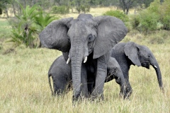 2015-Elephants-Serengeti-Tanzania-01-1_009