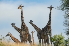 2015-Giraffes-Tarangire-Tanzania-1-x1080C