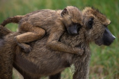 2015-Monkeys-Ndutu-Tanzania-1-x1080C