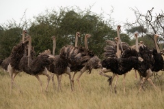 2015-Ostriches-Ndutu-Tanzania-1D-x1080C