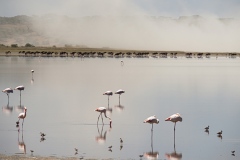 2015-Pink-flamingos-Ndutu-Serengeti-1-x1080C