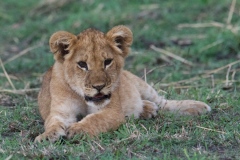 2018-Lion-cub-Mara-1