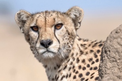 2020-Cheetah-Serengeti-Tanzania-01-1080C1