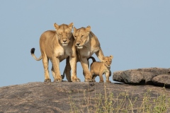 2020-Lionesses-sisters-with-cub-Serengeti-Tanzania-01a-x1080C