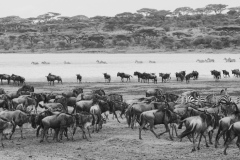 2021-Ndutu-Tanzania-Gnu-Zebre-01m