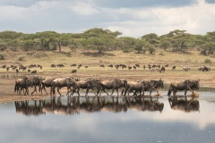 2022-Ndutu-park-Wildebeast-in-Tanzania-x900L