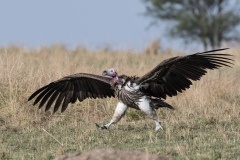 Vulture-Serengeti-Tanzania-2020-1