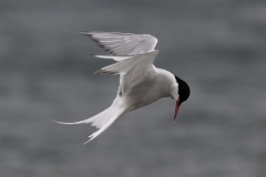 Arctic Tern