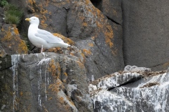 Kittiwakes seagull  (Rissa tridactyla)