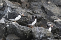 Atlantic Puffins marine birds