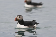 Atlantic Puffins marine birds