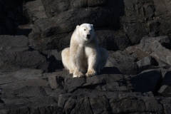 Svalbard bear (Ursus maritimus)