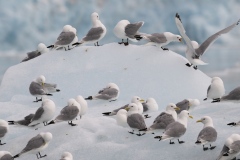 Arctic skua