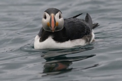 Atlantic Puffins marine birds