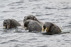 Walruses  (Odobenus rosmarus)