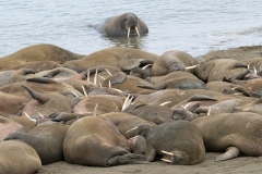 Walruses  (Odobenus rosmarus)