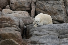 Thoughtful bear