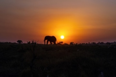 Sunset over the savannah