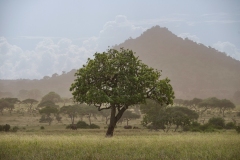 2015-The-Tarangire-hill-Tarangire-area-Tanzania