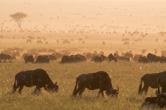 2018-Wildebeast-Tarangire-area-Tanzania