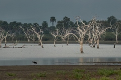 Selous swamp, Tanzania