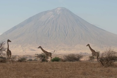 Encounters near Lake Natron