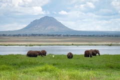 Elephants-Tarangire-hill-Tarangire-NP-Tanzania