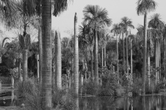 Swamp in Pantanal, Brazil