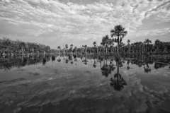 Swamp in Pantanal, Brazil