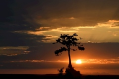 Sunrise in Serengeti