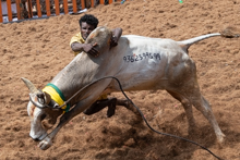 The annual Jallikattu event during the Pongal festival