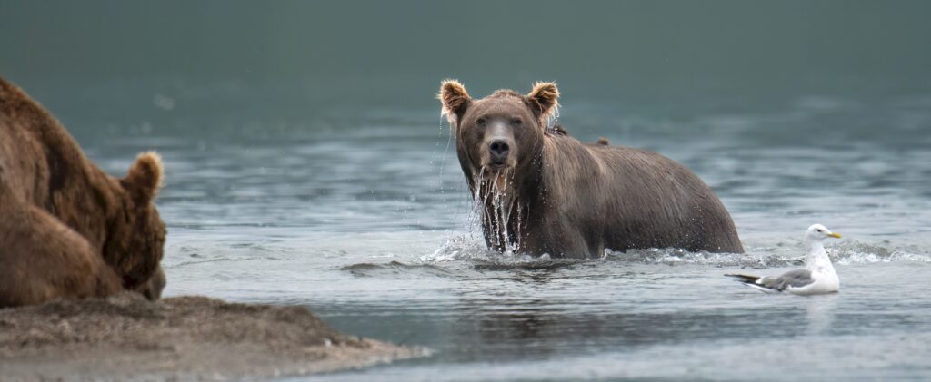 Looking for the next salmon, Kamchatka